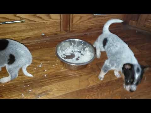 download lagu mp3 mp4 Is Jasmine Rice Ok For Dogs, download lagu Is Jasmine Rice Ok For Dogs gratis, unduh video klip Is Jasmine Rice Ok For Dogs