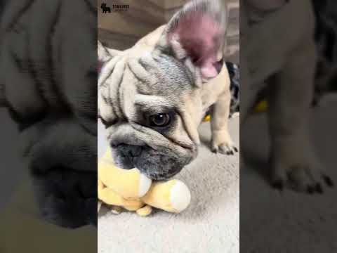 Video 4