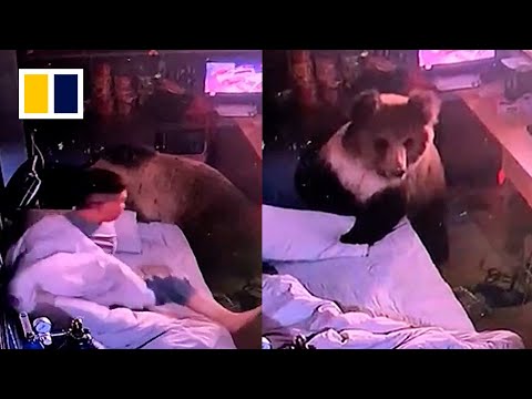 Chinese man calmly escapes as bear searches for food in hotel