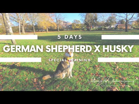 Victoria Dog Obedience Training video.