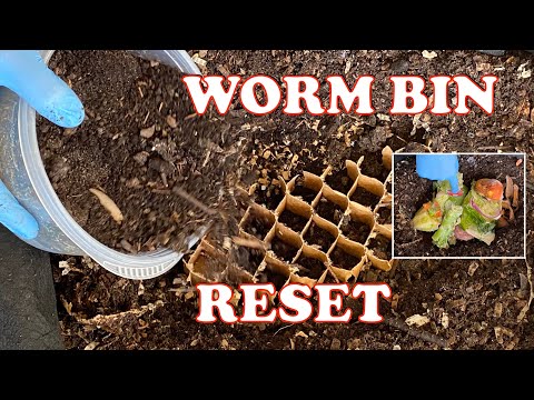 Worm Bin Rebuild After Red Wiggler Giveaway & Fermentation Issues | Vermicompost Worm Farm