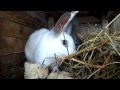 Кролики кушают сено. Rabbits eat hay 