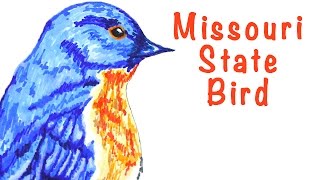 Missouri State Bird - The Eastern Bluebird - Timelapse