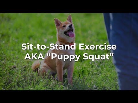 Sit to Stand Exercise – Video Sit to Stand Exercise - Video