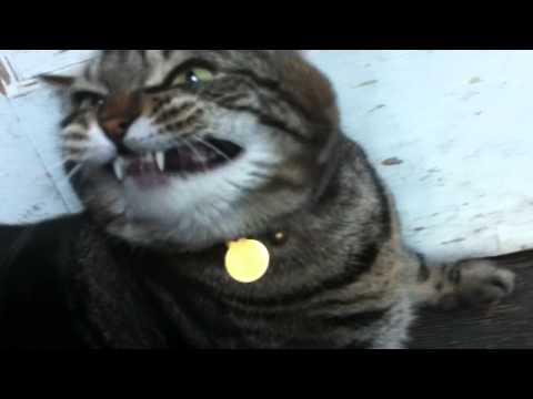 Funny Cat Butt Scratch