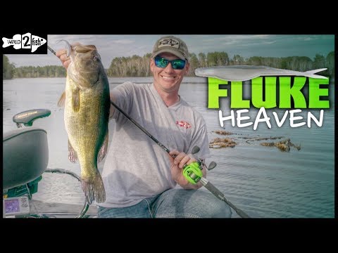 Tips for Fluke Fishing Bass on Grass Flats