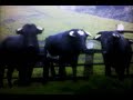El Mambo del Toro ¤ Los Toros Band - Alonso Castro El Mambo del Toro ¤ Los Toros Band