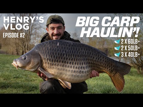 THIS IS 𝗕𝗜𝗚 CARP OVERLOAD! 🐋 | Henry's Vlog #2