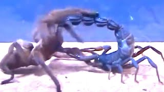 Tarantula vs Scorpion, a Centipede and even Snake!