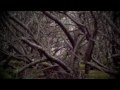 Fern Knight- Hawk Mountain - Arborea Music Fern Knight- Hawk Mountain