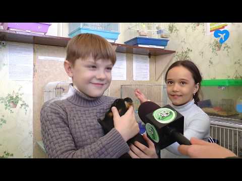 В центре детского творчества родились волнистые попугайчики (12.02.2019)