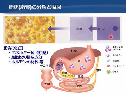 教育福祉学科 03 解剖生理と疾病③ 消化器系