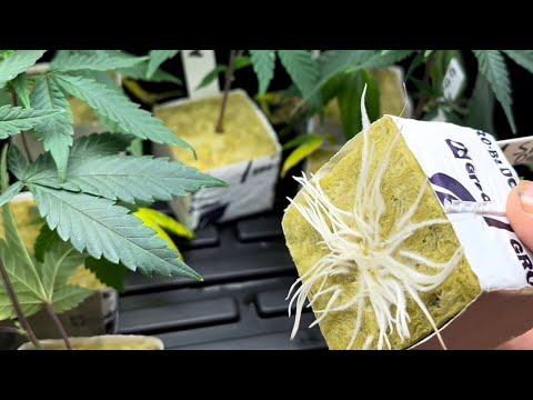 Tips for the clone dome.  How to get clones to root.