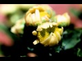 Stevie Wonder - Come back as a flower