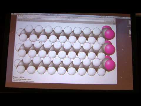 30.  Kevin Ahern's Biochemistry - Lipids, Membranes, and Membrane Transport