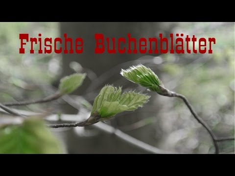 Essbare Wildpflanzen - #3 junge Buchenblätter