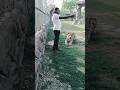 Dog Badshah Animaldog Lion Badboyshah Dogbreeds