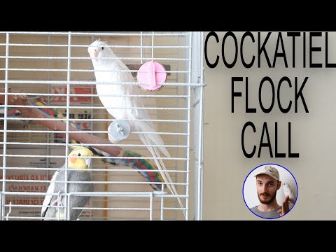 COCKATIEL FLOCK CALL  5 HOUR