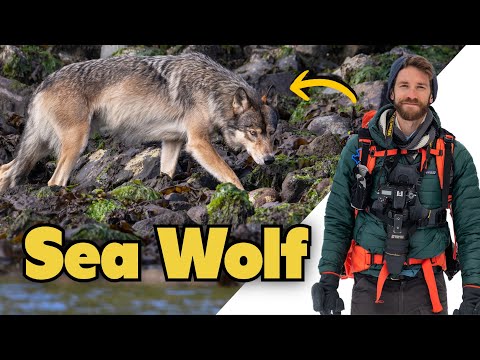 Photographing Sea Wolves in Remote British Columbia.