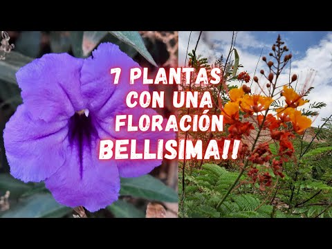 7 PLANTAS Que NO NECESITAN De MUCHOS Cuidados Para Estar Siempre Bellas | PLANTAS | Flores