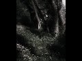 Angeline Chase Atlantic Slowed Revered