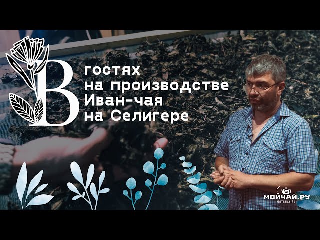Селигер. Как работает производство Иван-чая. Беседа по душам с хозяином.