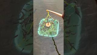 Download lagu Tangkap ikan pakai perangkap#fishing #fish mp3