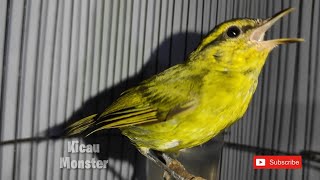 Download lagu CIKRAK DAUN PARE PARE SUPER GACOR Roll panjang mp3