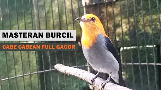 Download lagu SUARA KEMADE CIT KERES GACOR TEMBAKAN PEDAS ‼️ MP3 MASTERAN PIKAT BURUNG KECIL LIARAN PALING AMPUH mp3