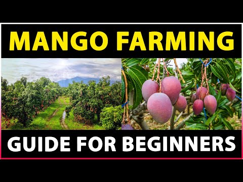 Mango Farming (Guide for Beginners) | Mango Cultivation