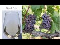 Grape Variety #8: Pinot Gris