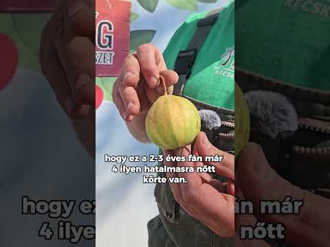 Ismerd meg a Svájci csíkos körtét!