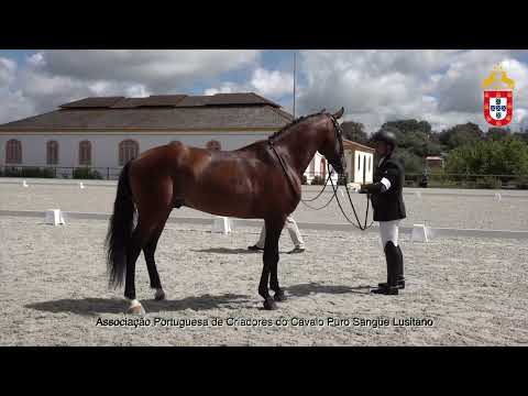 220424 5 Leque JE - Aprovação de Garanhões