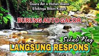 Download lagu One Play, Instant Response: Flowing Water & Natural Forest Therapy Makes Birds Automatically Sing mp3
