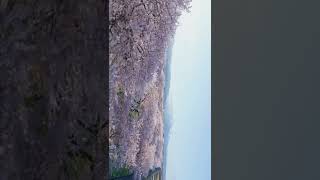 富山県だから観れるアルプスと桜のコラボレーション🌸