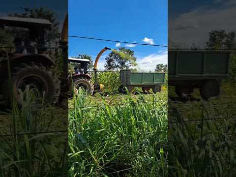Colhendo milho pra silagem, Preparando para período da seca,Vila Boa Goiás.
