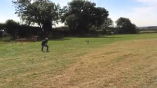 Central Bark - Gundog Class   (Newcastle, Northumberland, Tyne and Wear)