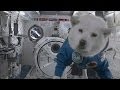Собака в космосе/Dog in Space 