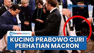 Momen Hangat Kucing Prabowo Bobby Kertanegara Curi Perhatian Presiden Macron & Brigitte di Istana