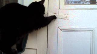 Cat knocks on door to be let in