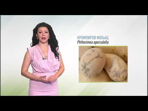 Zelena prognoza, 17.5.2016. - O stanju u usevima krompira