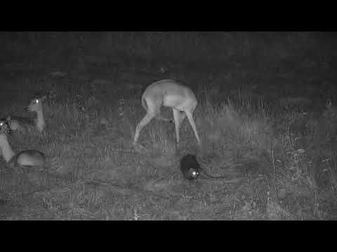 Djuma: White-tailed Mongoose hanging around the Impalas - 04:13 - 02/09/21