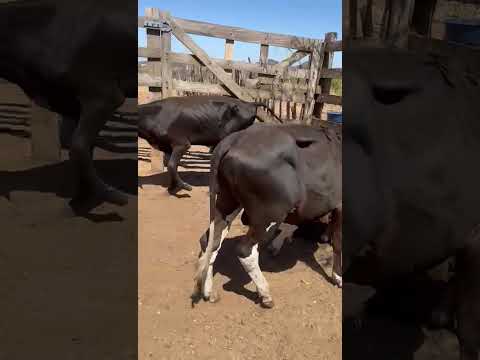Garrotes à venda a R$ 1.450 em Nazarezinho PB