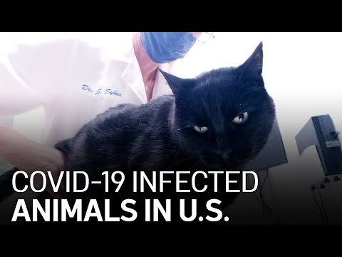 Cats and Dogs Top List of COVID-19 Infected Animals in US