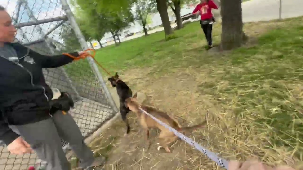 Seafoam's Leash Test
