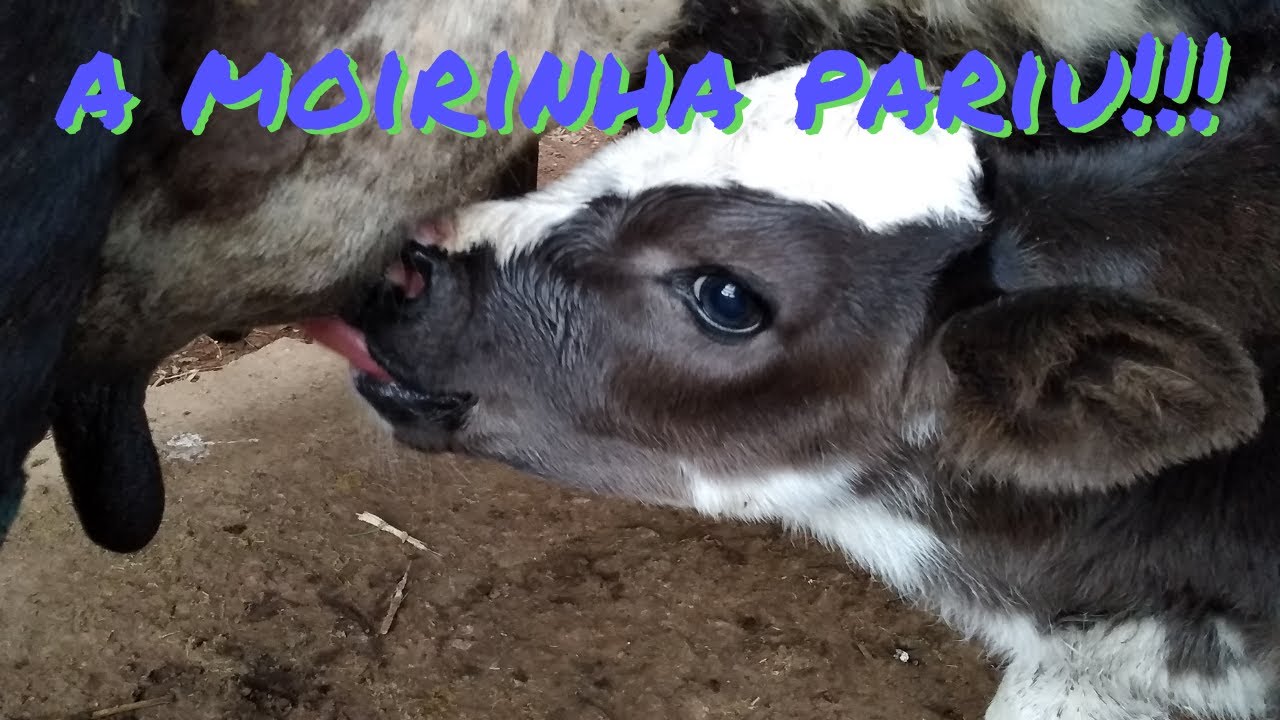 Quais são os primeiros cuidados PÓS PARTO, com o bezerro recém nascido / pecuária leiteira