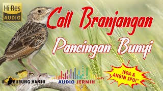 Download lagu Suara Call Branjangan Betina Pancingan Branjangan Jantan Bunyi mp3 Download lagu Suara Call Branjangan Betina Pancingan Branjangan Jantan Bunyi mp3