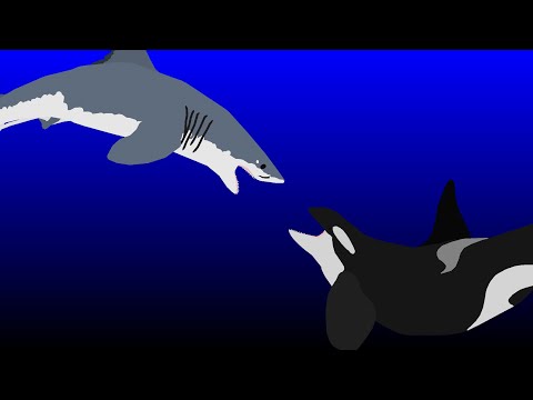 killer whale vs great white(sticknodes)