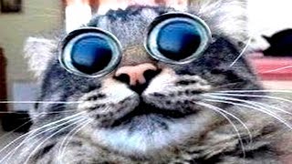 15 УПОРОТЫХ И ЗАХЕРНЫХ КОТОВ, ПОРВАВШИХ ИНТЕРНЕТ