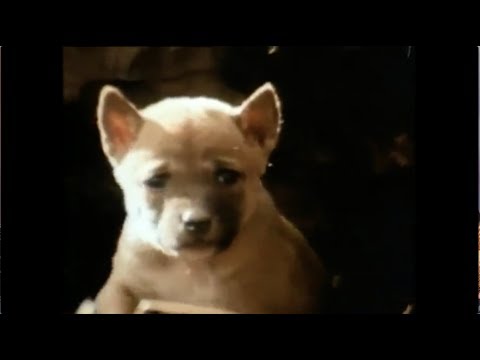 Gwen and Zoey's Adventures of Really Wild Animals (Episode 2; Part 9)